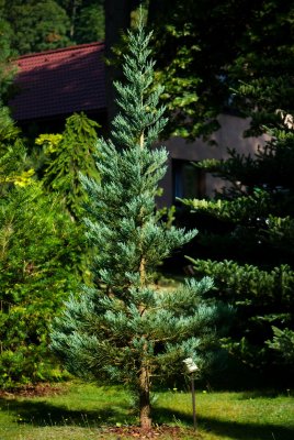 Sequoiadendron giganteum 'Glaucum' - sekvojovec obrovský - celek
